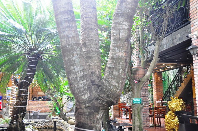 Trong khuôn viên hơn 1.500 m2, gồm khu sân vườn phục vụ cà phê, ăn uống, khách tham quan có thể chiêm ngưỡng dàn cây kiểng "độc nhất vô nhị. Ảnh: Tiền phong.