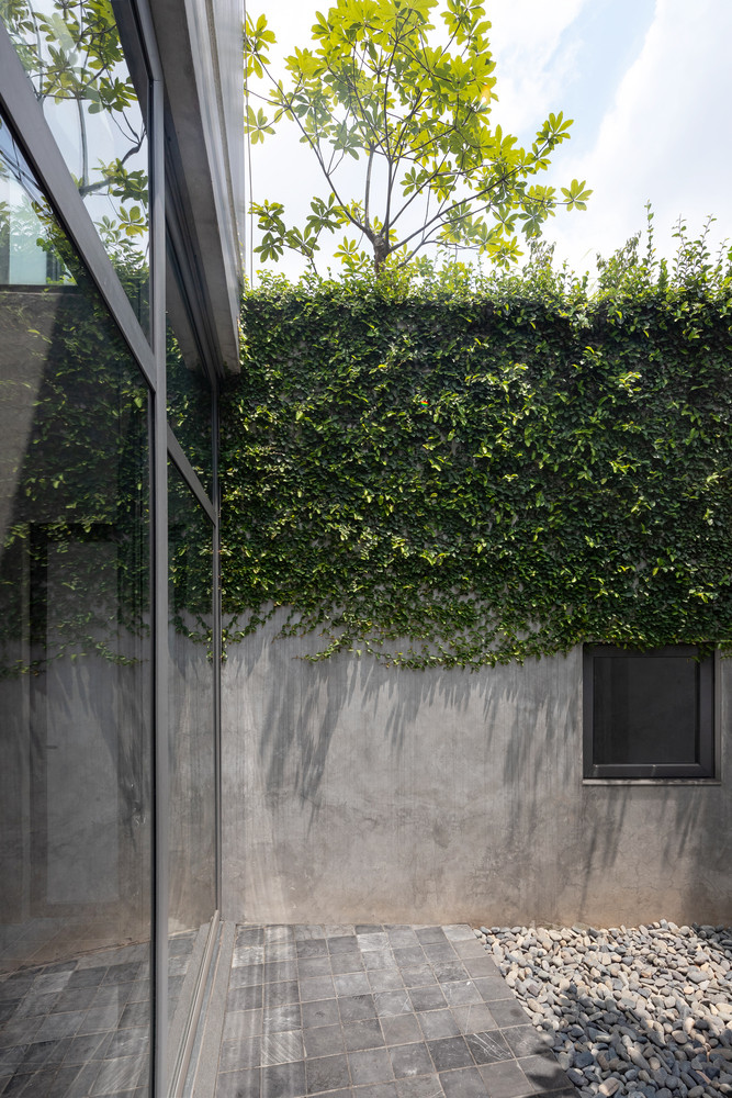 Hai mảng tường chạy dọc mảng xanh phủ đầy cây leo vừa làm mát khoảng sân vừa mang đến sự thư thái cho các không gian bên trong.