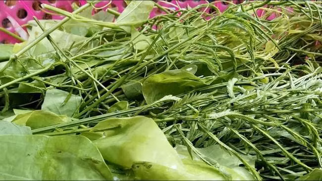 Loại cây này mọc hoang trong rừng, quấn vào bất cứ loài thực vật nào sống bên cạnh.