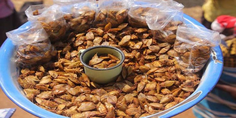 Nhiều tiểu thương phải về tận nơi, thu mua trực tiếp mới có hàng.