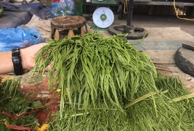 Dù có mùi thối nồng nặc nhưng rau thối lại được khá nhiều người Hà Nội ưa chuộng. Nhiều khách muốn mua thậm chí phải đặt trước bởi không phải lúc nào cũng có hàng.