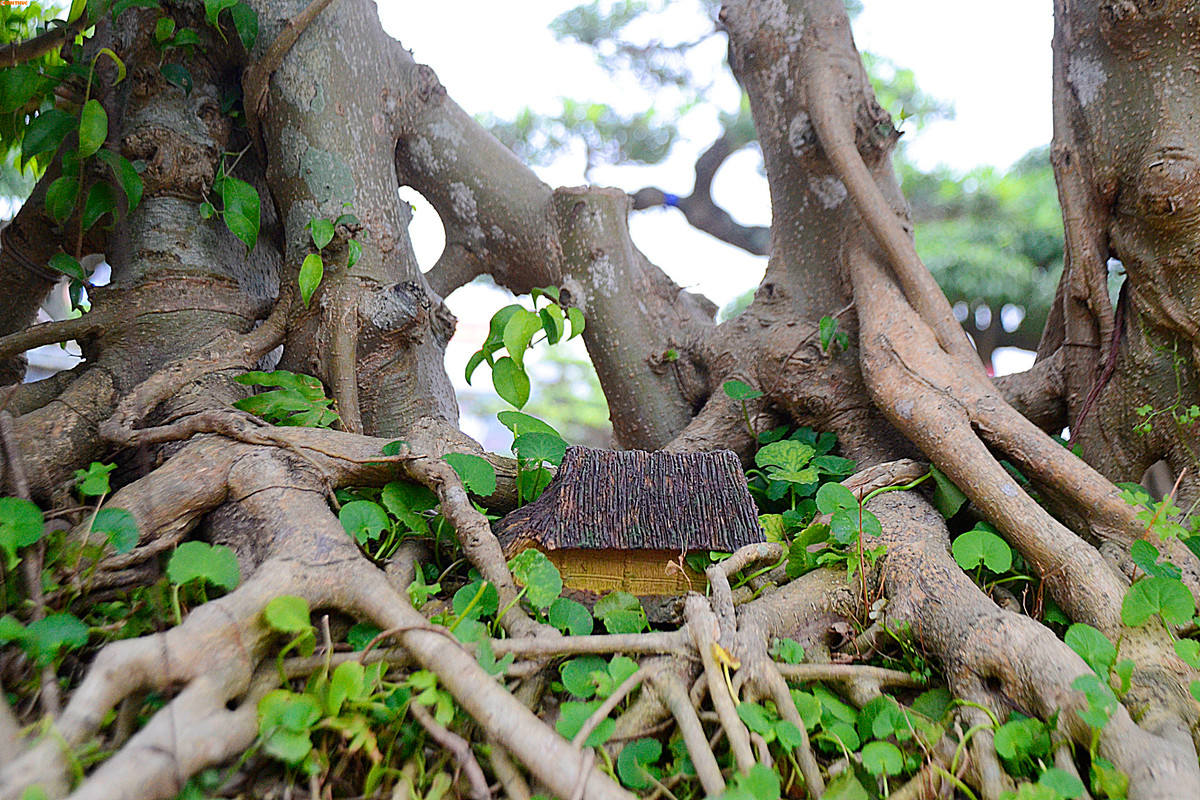 Rễ cây mọc chằng chịt tạo vẻ đẹp cổ kính. Ảnh: Nhụy Kiều.