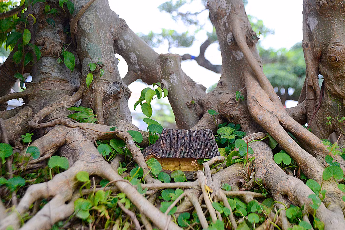 Rễ cây mọc chằng chịt tạo vẻ đẹp cổ kính. Ảnh: Nhụy Kiều.