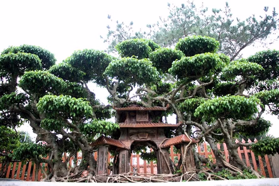 Kiet tac sanh “Pho co Ha Noi” khach tra tien ty van khong ban