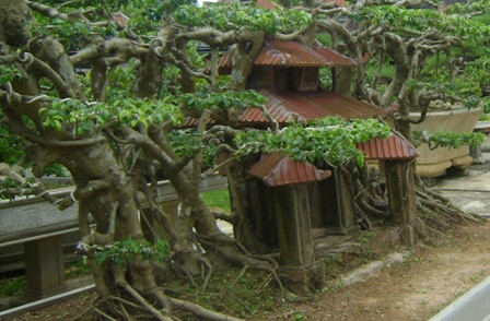 Lấy cảm hứng từ bức tranh về Phố cổ Hà Nội của danh họa Bùi Xuân Phái, ông Nguyễn Văn Ngọ dành gần 20 năm để uốn nắn, chế tác chậu cây sanh mang hình dáng của bức họa này. Ảnh: Dân Việt.