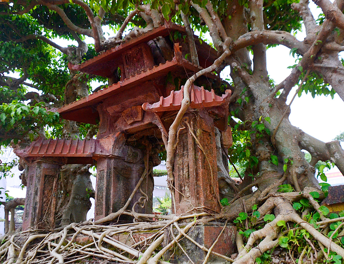 Từng có người trả giá 1 tỷ đồng nhưng ông chưa bán, vì cây càng già càng đẹp và giá trị càng cao. Ảnh: Nhụy Kiều.