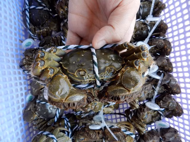 Cua lông Hong Kong giảm giá sâu tới 58%, chỉ còn 425.000 đồng/kg trong ngày Black Friday.