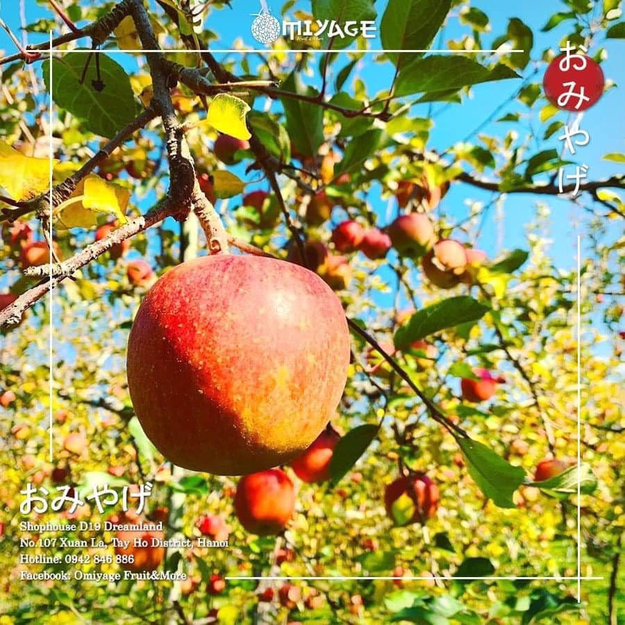 Khi cây táo kết xanh, một cành chỉ để lại duy nhất 1 quả để lượng mật đc tích tụ nhiều nhất. Ảnh: FB Khuc Ngoc Anh.