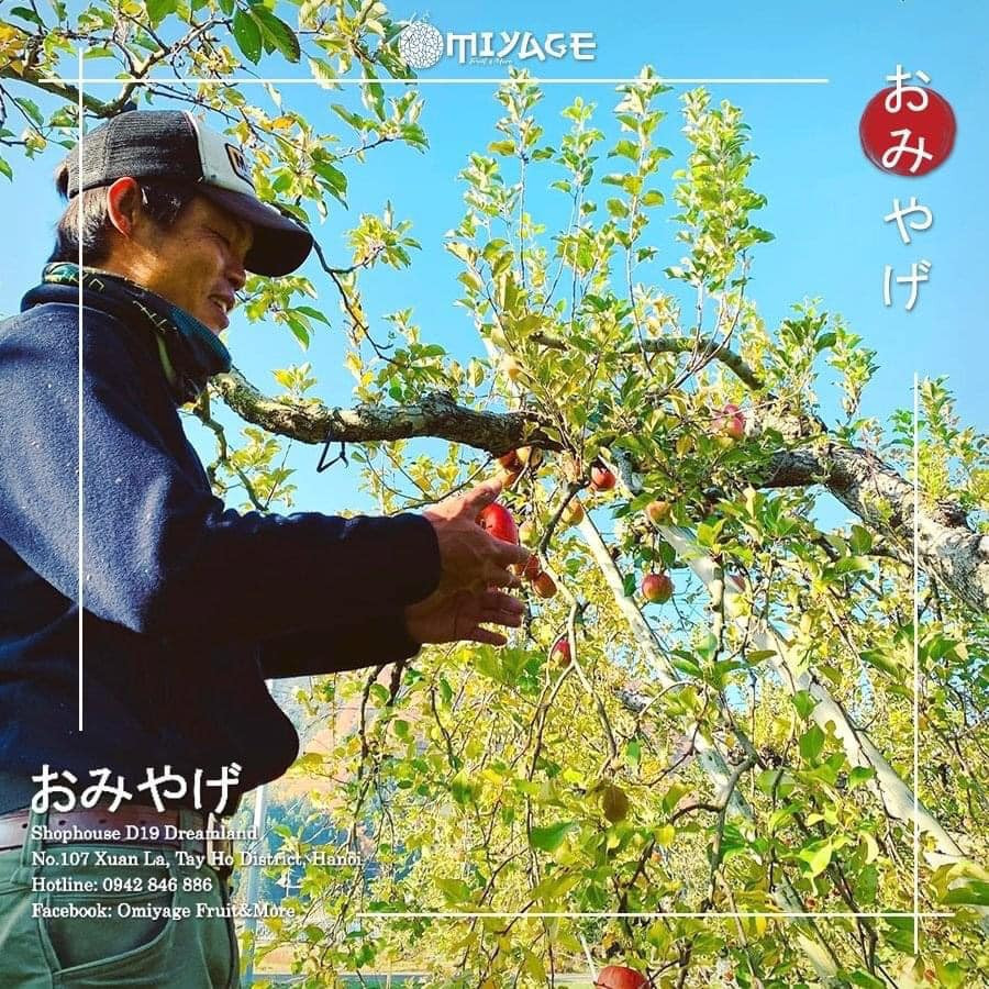 Những trái táo mật Nhật Bản dòng vip được trồng hoàn toàn theo phương pháp hữu cơ. Quy trình trồng táo cũng rất đặc biệt. Mùa Xuân khi cây táo ra hoa, nông dân sẽ dùng tay để loại bỏ từng bông hoa và chỉ để lại một số bông chất lượng nhất. Công đoạn này không sử dụng kéo cắt tỉa vì sẽ ảnh hưởng đến chất lượng quả. Ảnh: FB Khuc Ngoc Anh.