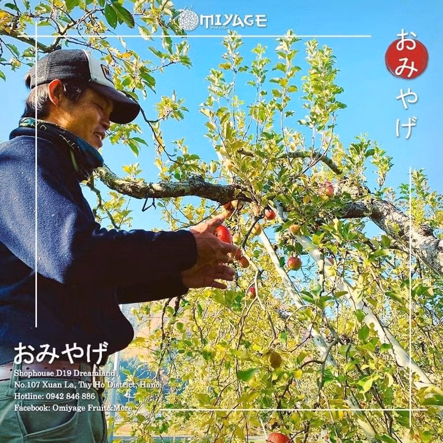 Những trái táo mật Nhật Bản dòng vip được trồng hoàn toàn theo phương pháp hữu cơ. Quy trình trồng táo cũng rất đặc biệt. Mùa Xuân khi cây táo ra hoa, nông dân sẽ dùng tay để loại bỏ từng bông hoa và chỉ để lại một số bông chất lượng nhất. Công đoạn này không sử dụng kéo cắt tỉa vì sẽ ảnh hưởng đến chất lượng quả. Ảnh: FB Khuc Ngoc Anh.