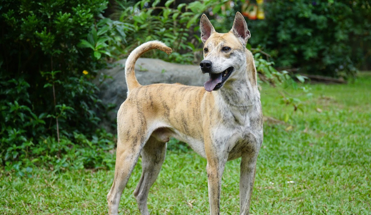 Cọp từng dành chiến thắng tại cuộc thi chó đẹp tại TP Hồ Chí Minh và cũng đã bước lên bục vô địch - VietNam Champion trước khi được thuộc về quyền sở hữu của chị Hà. Ảnh: Dân Việt.