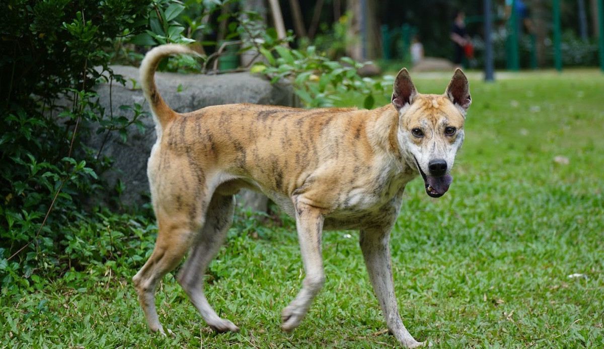 Giống như tên gọi, Hổ lạnh lùng và hiếu chiến. Với chó cái “anh ta” khá chiều chuộng nhưng với chó đực khác thì luôn quyết chiến giành lãnh thổ, nhất quyết không để “một núi hai hổ”. Ảnh: Dân Việt.