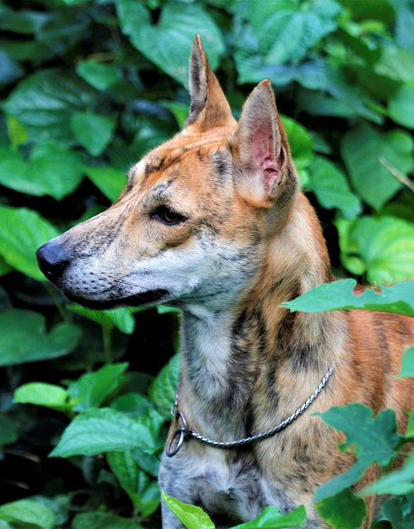 Năm 2019, chú chó Hổ đã giành chiến thắng tuyệt đối trong các cuộc thi dành cho các giống chó bản địa Việt Nam và bước lên ngôi vị vô địch. Ảnh: Dân Việt.