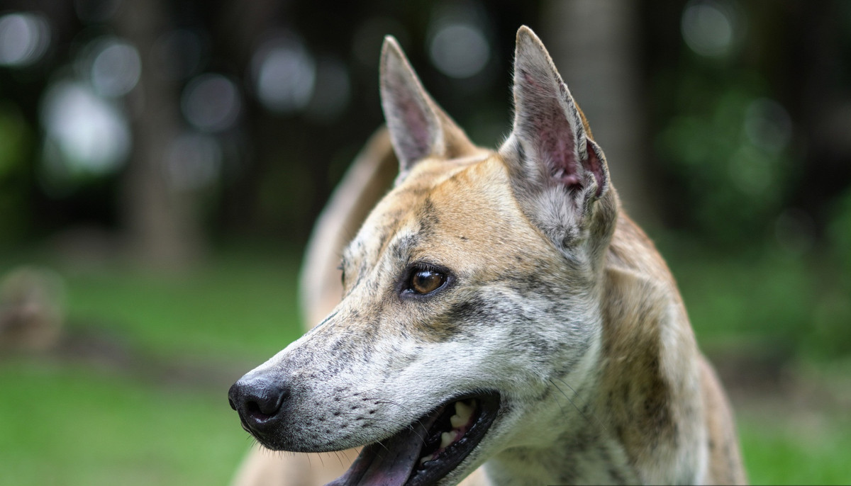 Đến nay, Cọp là chú chó Phú Quốc có giá trị chuyển nhượng cao nhất. Cọp nổi bật với cơ thể nở nang, săn chắc, vóc dáng oai vệ. Ảnh: Dân Việt.