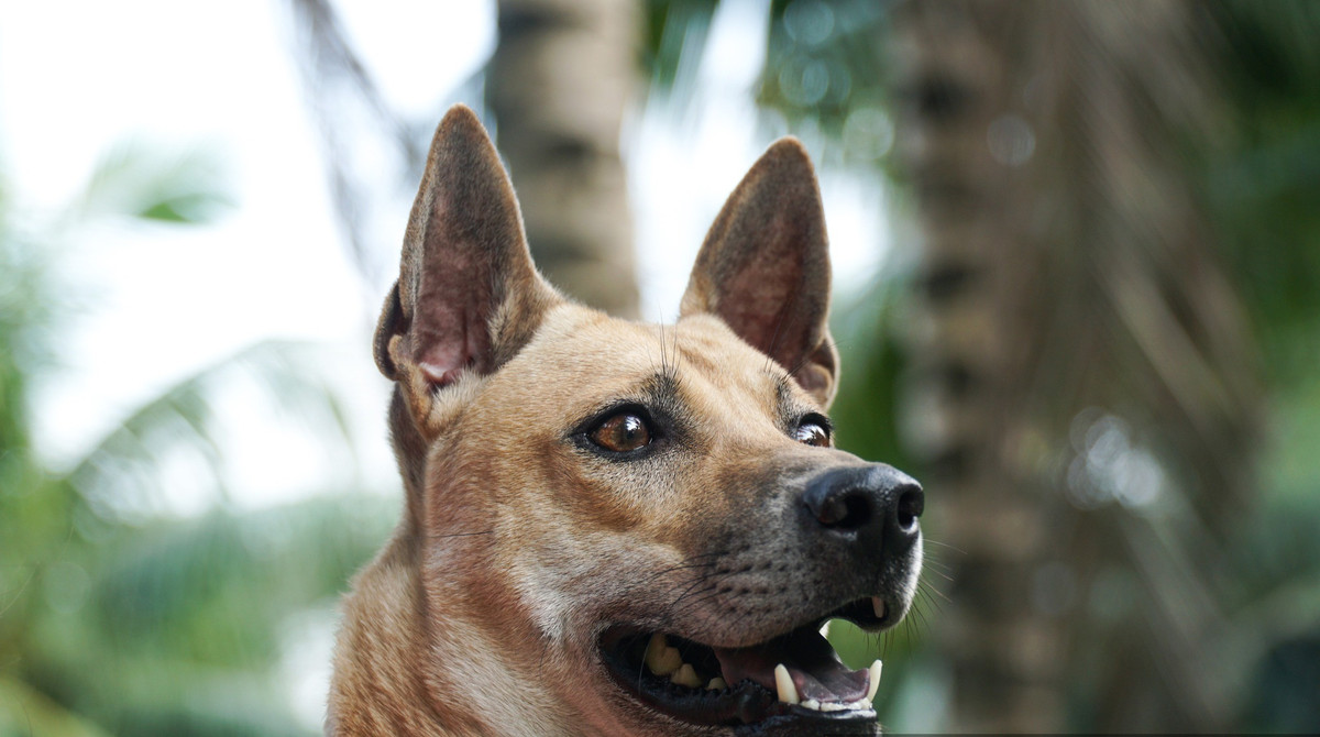 Lốc được chị Hà mua lại từ một gia đình tại Nam Định với giá chuyển nhượng là 100 triệu đồng. Sau thời gian huấn luyện và đạt được nhiều giải thưởng trong các cuộc thi, hiện tại giá của Lốc lên đến 15.000 USD (tương đương gần 350 triệu đồng). Ảnh: Dân Việt.