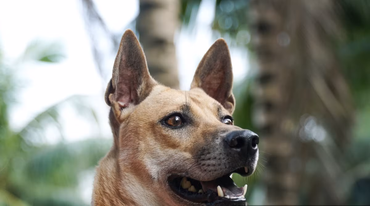 Lốc được chị Hà mua lại từ một gia đình tại Nam Định với giá chuyển nhượng là 100 triệu đồng. Sau thời gian huấn luyện và đạt được nhiều giải thưởng trong các cuộc thi, hiện tại giá của Lốc lên đến 15.000 USD (tương đương gần 350 triệu đồng). Ảnh: Dân Việt.