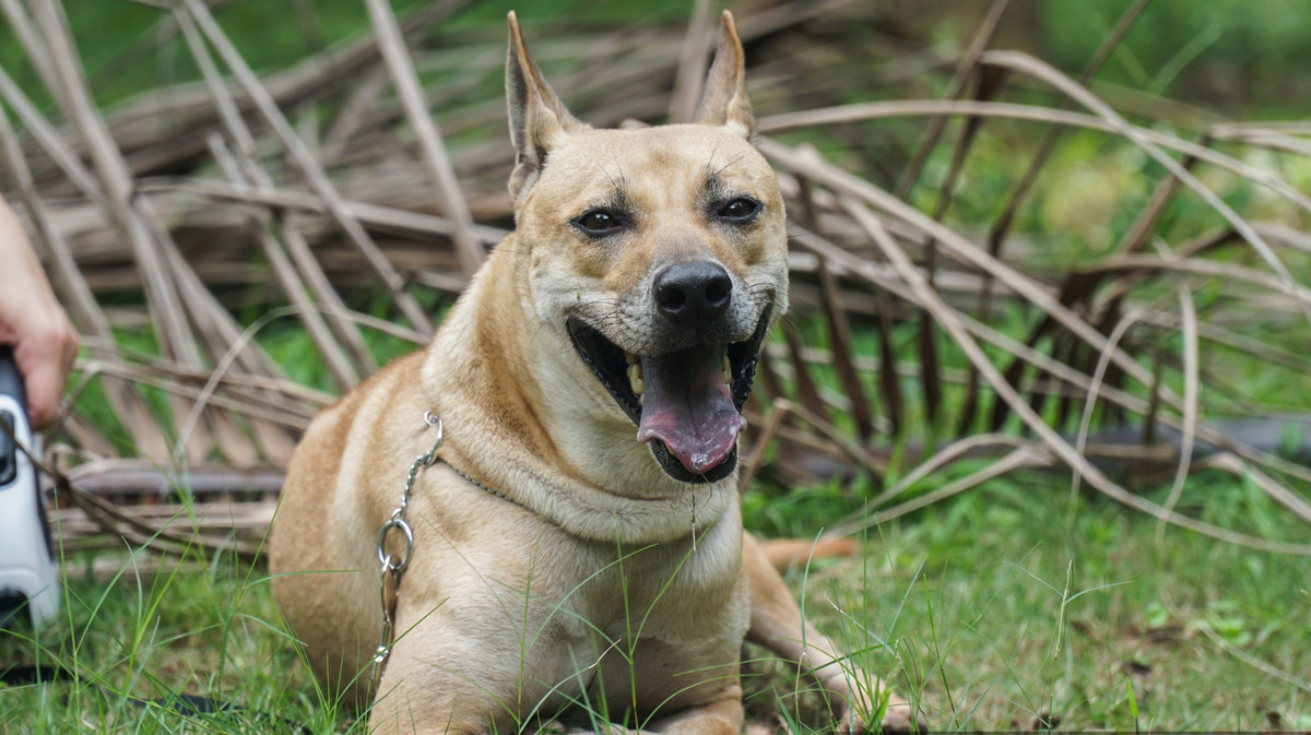 Lốc sở hữu thân hình "gần như hoàn mỹ" và thành tích giành chiến thắng 6 trong 7 cuộc thi chỉ sau 2 tháng huấn luyện. Ảnh: Dân Việt.