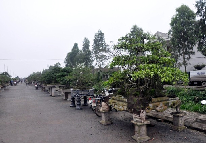 Ngoài nghề gỗ thủ công mỹ nghệ truyền thống, xã Hải Minh còn nổi tiếng với làng nghề cây cảnh mang lại thu nhập tiền tỷ. Ảnh: mynghehaiminh.