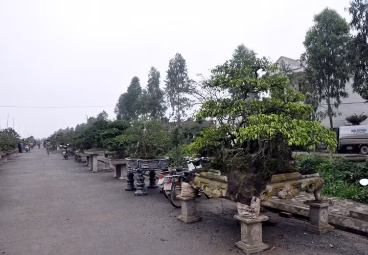 Ngoài nghề gỗ thủ công mỹ nghệ truyền thống, xã Hải Minh còn nổi tiếng với làng nghề cây cảnh mang lại thu nhập tiền tỷ. Ảnh: mynghehaiminh.