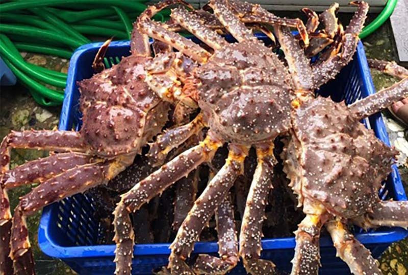 Còn hiện tại, cua hoàng đế tươi sống giá chỉ còn 1,2-1,6 triệu đồng/kg. Ảnh: Facebook