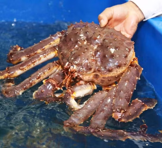 Cua hoàng đế Alaska cùng là loại hải sản cao cấp nhập khẩu có giá giảm ở mức "chạm đáy". Trước năm 2020, cua Hoàng đế loại đang bơi thường được bán với giá 1,9-2,3 triệu đồng/kg. Ảnh: Hieuhaisan.