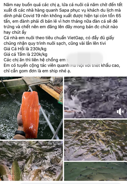 Thời điểm tháng 4 năm nay, cá hồi Sa Pa giảm khoảng 100.000 đồng/kg xuống còn 140.000-150.000 đồng/kg. Ảnh chụp màn hình.