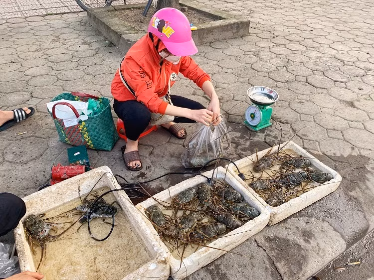 Khoảng đầu tháng 4 năm nay, tôm hùm lần đầu tiên được mang ra tận vỉa hè để bày bán. Ảnh: Dân Việt