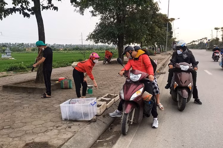 Tôm hùm giá rẻ xuất hiện trên vỉa hè thu hút sự quan tâm của người qua đường. Ảnh: Dân Việt.