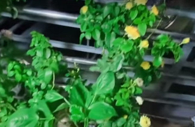 Bên cạnh rau, củ quả, Cẩm Ly còn trồng thêm hoa cho khu vườn của mình có thêm màu sắc như hoa hồng, hoa mười giờ.