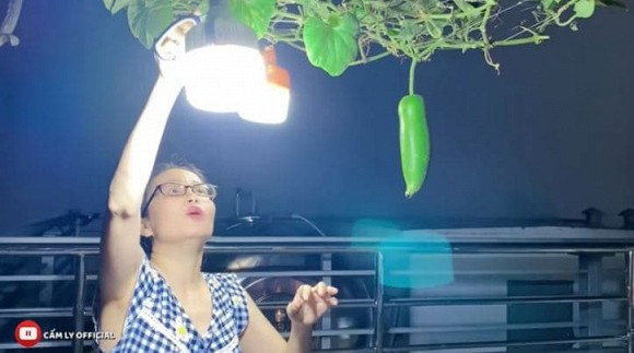 Mướp, bầu, bí cũng góp mặt trong vườn rau của Cẩm Ly. 