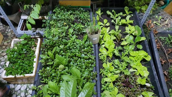 Ngoài ra, nữ ca sĩ còn mát tay trồng một số loại rau như cải ngọt, rau lang càng cua, rau răm, rau muống, rau thơm, mồng tơi, diếp cá, tía tô...