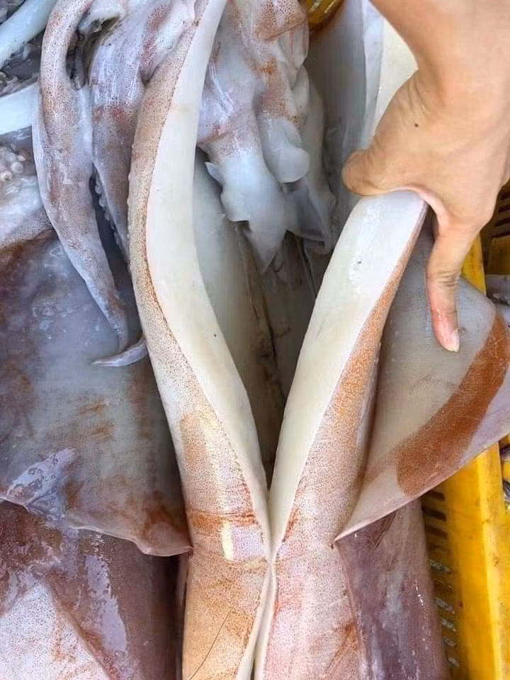 Hơn nữ, để tiện cho việc vận chuyển thì mực đều đông đá, hiếm khi có hàng tươi sống, nếu không phải sống gần vùng đánh bắt.