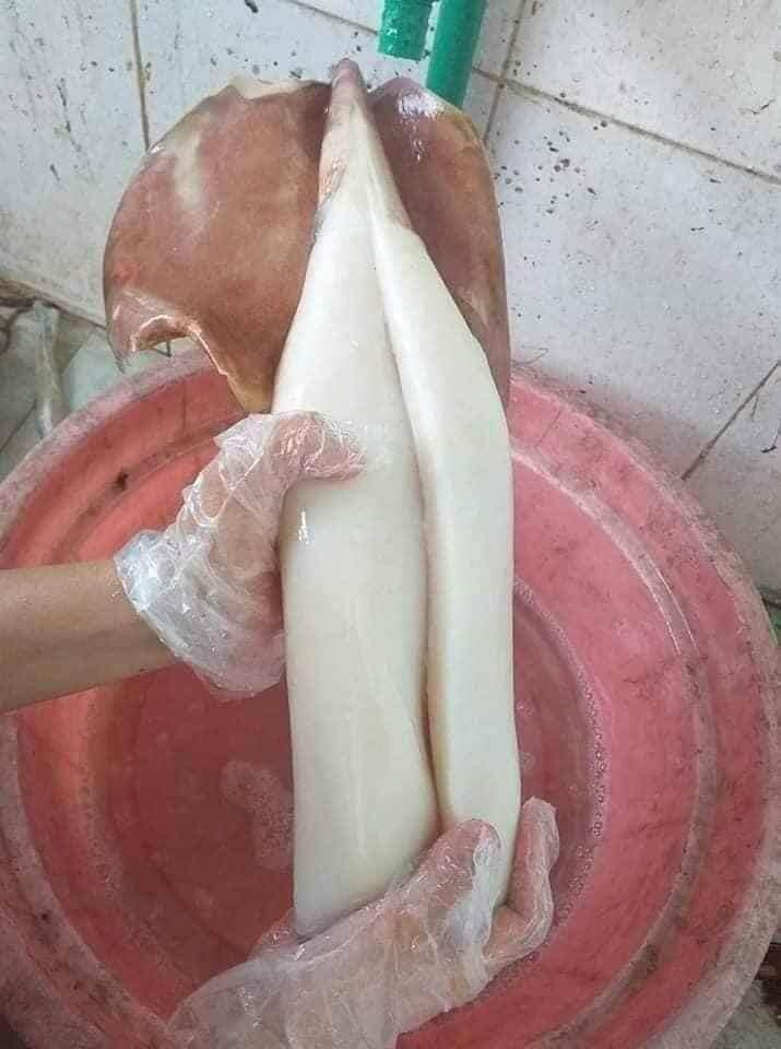 Theo một số người bán hải sản, mực xà câu bằng máy và được đánh bắt rất xa bờ nên hầu hết đều là hàng cấp đông khi đưa về đất liền.