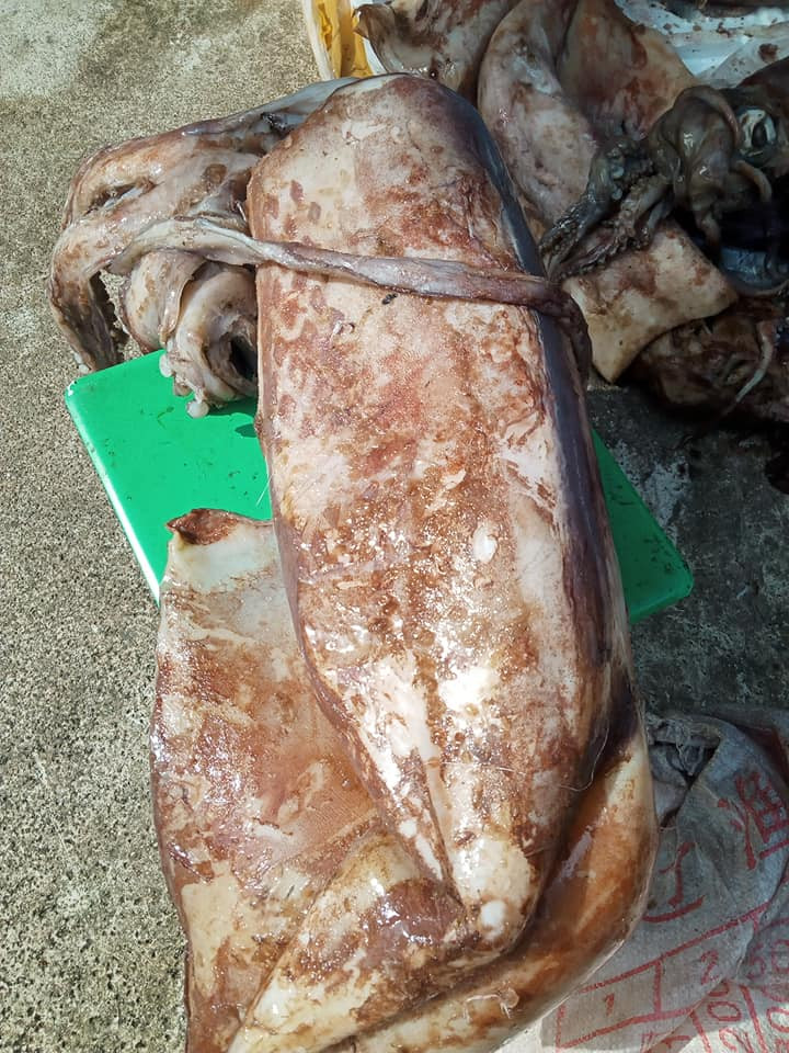 Nếu phần râu mực rất săn chắc thì nên mua, còn mực đã ươn thì phần râu thường mềm nhũn đi.