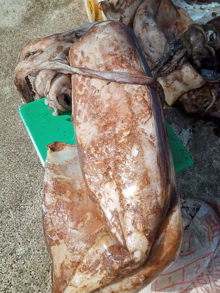 Nếu phần râu mực rất săn chắc thì nên mua, còn mực đã ươn thì phần râu thường mềm nhũn đi.