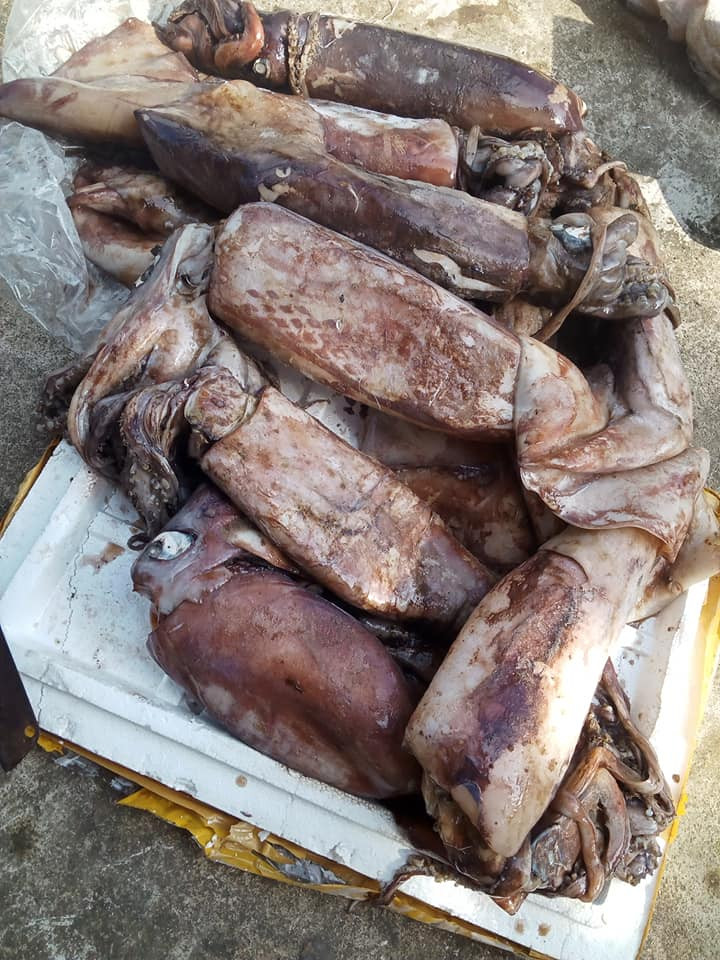 Ngoài ra, bạn cũng cần quan sát mắt mực. Mực tươi thường có màu mắt rất sáng và trong veo đến mức bạn có thể nhìn rõ được con ngươi bên trong. Mực không ngon thì mắt mực thường rất mờ và đục.