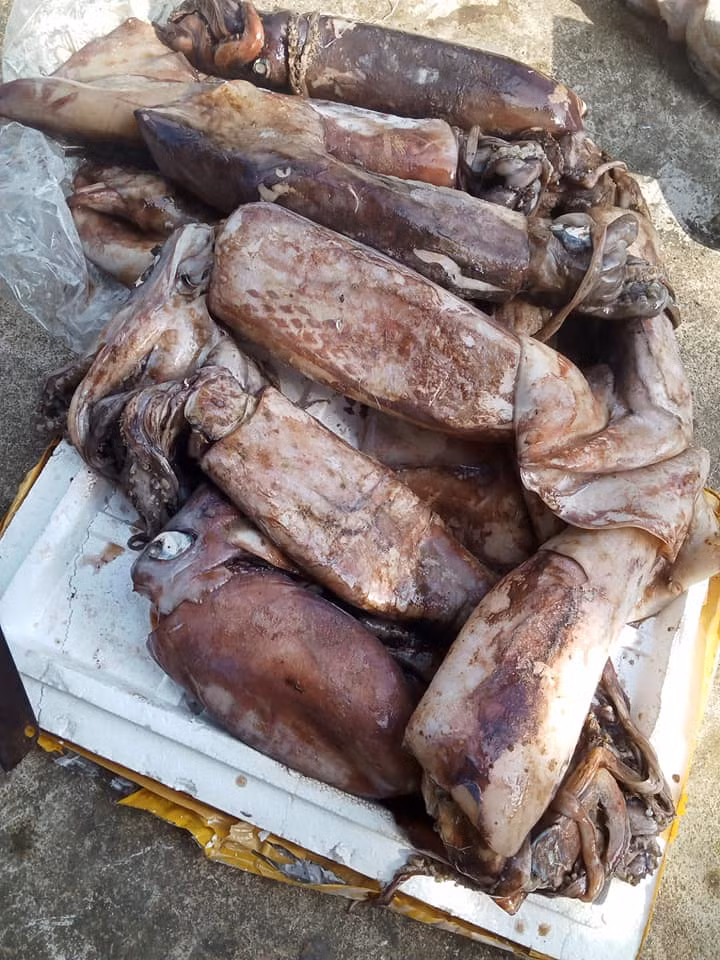 Ngoài ra, bạn cũng cần quan sát mắt mực. Mực tươi thường có màu mắt rất sáng và trong veo đến mức bạn có thể nhìn rõ được con ngươi bên trong. Mực không ngon thì mắt mực thường rất mờ và đục.