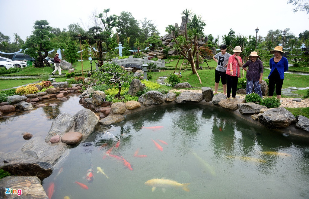 Hồ cá khá lớn với hàng chục cá chép nhiều màu sắc bơi lội. Ảnh: Zing.