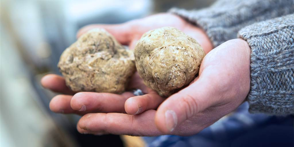 Nấm Trufle có 2 loại là nấm đen và nấm trắng. Mùa nấm Truffle đen thường thu hoạch vào độ từ tháng 11 đến tháng 3, còn mùa nấm truffle trắng thường từ tháng 9 đến giữa tháng 12.