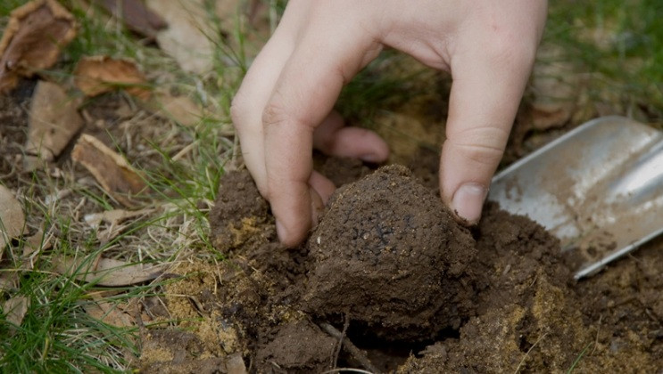 Ngoài hương vị nổi trội, một yếu tố nữa khiến nấm cục đắt đỏ là chỉ có thể tìm kiếm trong tự nhiên và phải sử dụng chó được huấn luyện đặc biệt để đánh hơi mới tìm được.