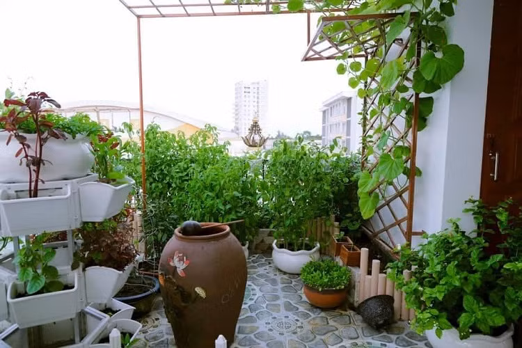 Khoảng xanh vừa giúp không gian thêm trong lành vừa cung cấp rau sạch cho gia đình. Ảnh: Báo dân sinh.