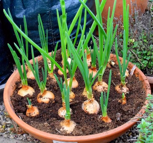 Hành có thể trồng bằng cách vùi trong cát hoặc đất ẩm. Chỉ cần duy trì độ ẩm, loại rau gia vị này mau chóng mọc mầm, tốt lá.