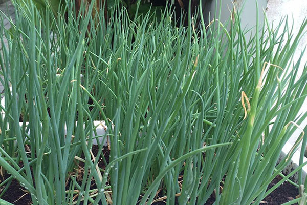 Thường xuyên tưới nước cho hành và đặt chậu trồng ở nơi có nhiều ánh sáng. Đây là cách đơn giản để bạn có nguồn rau gia vị sẵn trong bếp, giúp các món ăn thơm ngon tròn vị.