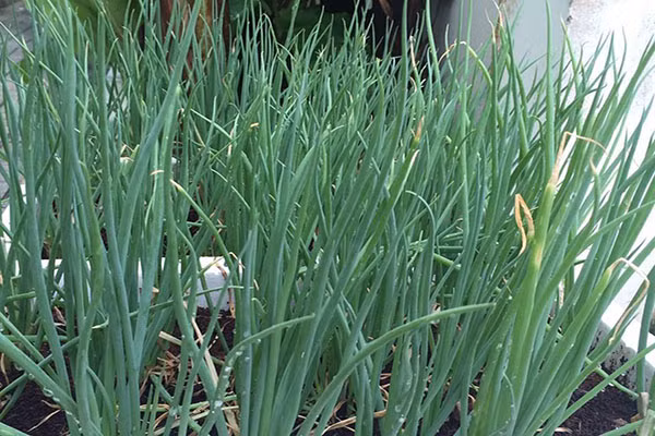 Thường xuyên tưới nước cho hành và đặt chậu trồng ở nơi có nhiều ánh sáng. Đây là cách đơn giản để bạn có nguồn rau gia vị sẵn trong bếp, giúp các món ăn thơm ngon tròn vị.