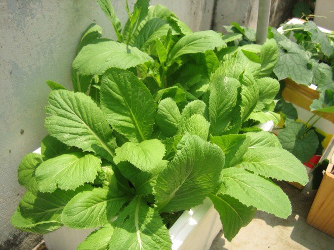 Khi trồng rau cải, cần lưu ý cải không ưa độ ẩm, cần trồng đất tơi xốp, có khả năng thoát nước nhanh.