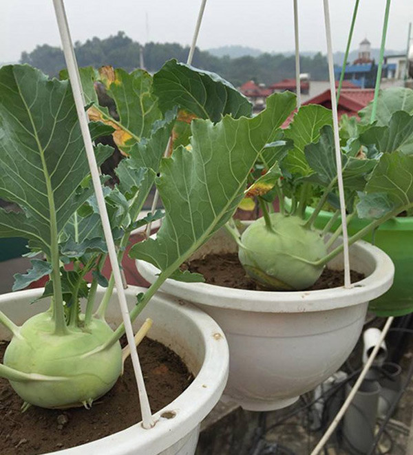 Tại ban công hay sân thượng, bạn có thể sử dụng những chậu trồng bằng nhựa hoặc bằng gốm có kích thước nhỏ khoảng 20x24 cm để gieo trồng mỗi chậu một cây su hào.