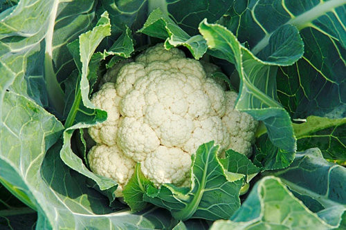 Thời gian để súp lơ trắng trường thành khoảng 50 ngày. Súp lơ sẽ ngon nhất khi bạn thu hoạch nó khi nó dài khoảng 10 - 15 cm.