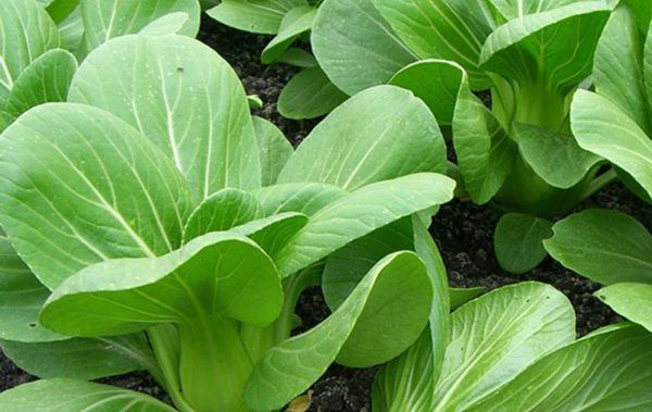 Tháng 12 dù thời tiết lạnh giá bạn vẫn có thể trồng các loại rau cải. Chúng là cây ưa lạnh, hanh khô.