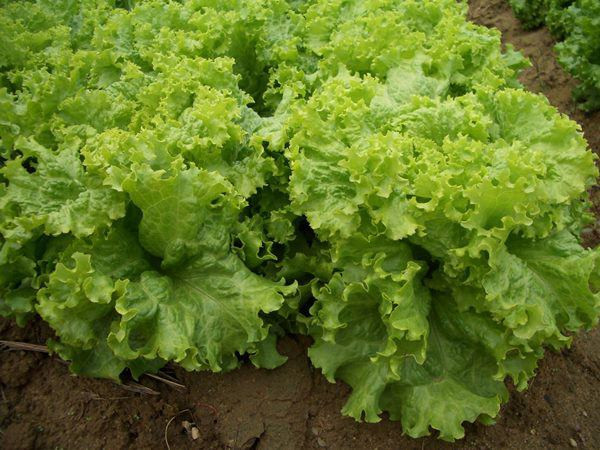 Xà lách là loại rau ăn kèm phổ biến và được nhiều người ưa thích, đặc biệt là chống ngấy trong ngày Tết. Xà lách dễ trồng, không mất nhiều công chăm sóc, không kén đất, không ưa sáng nên bạn có thể trồng ở những nơi ít nắng.