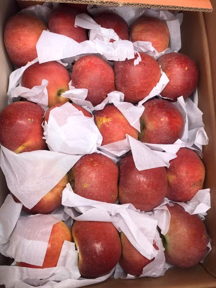 Chị Duyên thông tin thêm, mỗi ngày người bán nhỏ như chị cũng bán được 20 - 30kg. Còn những đầu mối buôn lớn thì con số có thể gấp rất nhiều lần.